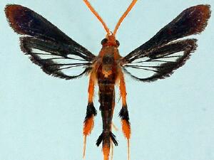 Alcathoe caudata