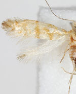 Argyresthia sabinae