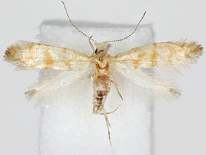 Argyresthia sabinae
