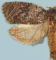 Apotomis deceptana