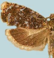 Olethreutes albiciliana