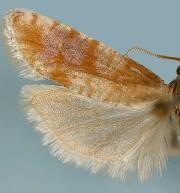 Rhyacionia versicolor