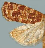 Retinia wenzeli