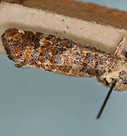 Retinia metallica