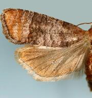 Retinia edemoidana
