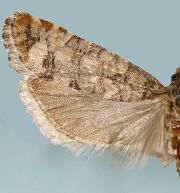 Barbara colfaxiana