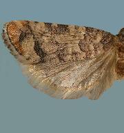 Barbara colfaxiana