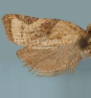 Platynota viridana