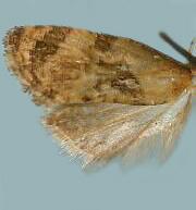 Rolandylis maiana