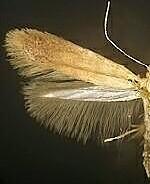 Coptotriche badiiella