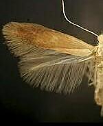 Coptotriche castaneaeella