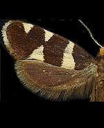 Lampronia russatella