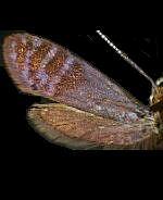 Adela caeruleella