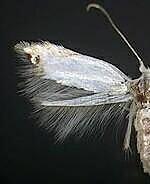 Paraleucoptera albella