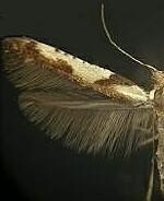 Caloptilia blandella