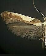 Caloptilia ostryaeella