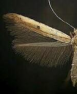 Caloptilia violacella
