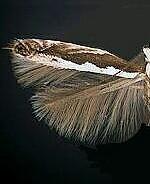 Micrurapteryx salicifoliella