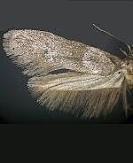 Blastobasis sp.