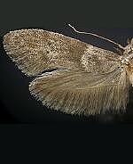 Blastobasis sp.