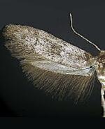 Blastobasis sp.