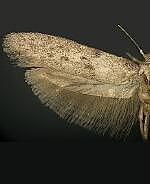 Blastobasis sp.