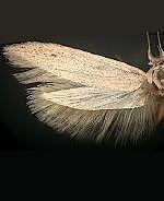 Calosima sp.