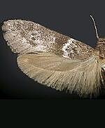 Asaphocrita sp.