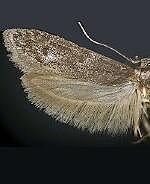 Asaphocrita sp.