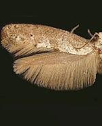 Ochromolopis ramapoella