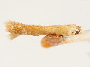 Coptotriche fuscomarginella