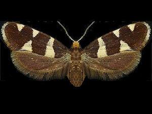 Lampronia russatella