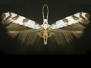Gracillariidae sp.