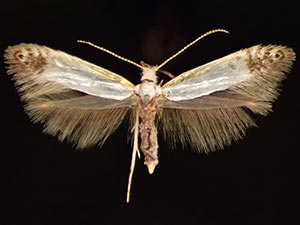 Argyresthia apicimaculella