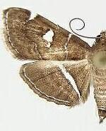 Lamprosema canacealis
