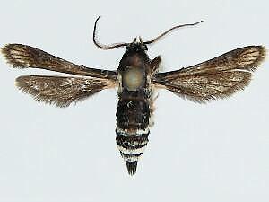 Zenodoxus maculipes