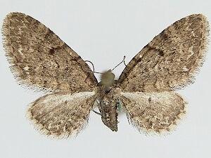 Eupithecia broui
