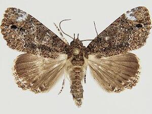 Cropia templada