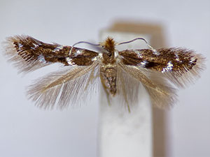 Bucculatrix callistricha