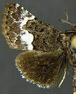 Stylopoda cephalica