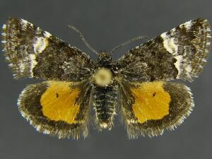 Annaphila ida