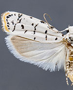 Ethmia davisella