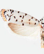 Ethmia davisella