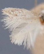 [Gelechioidea - no genus] parvipulvella
