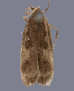 Glyphidocera floridanella