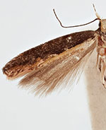 Aristotelia corallina