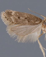 Bryotropha gemella