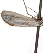 Pliniaca sparsisquamella