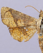 Dysodia flagrata