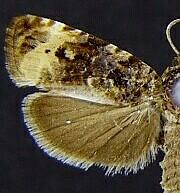 Endothenia gentianaeana